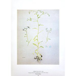 Forget-Me-Not by Glen Loates Book Plate Reproduction Art Print 1977 9.5" x 13.5"